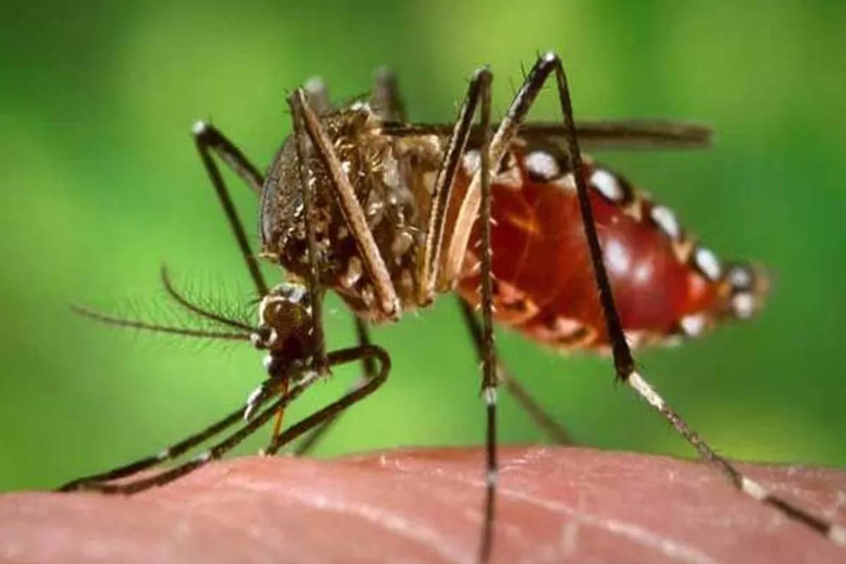 Dengue Cases on the Rise: Here’s What You Need to Know